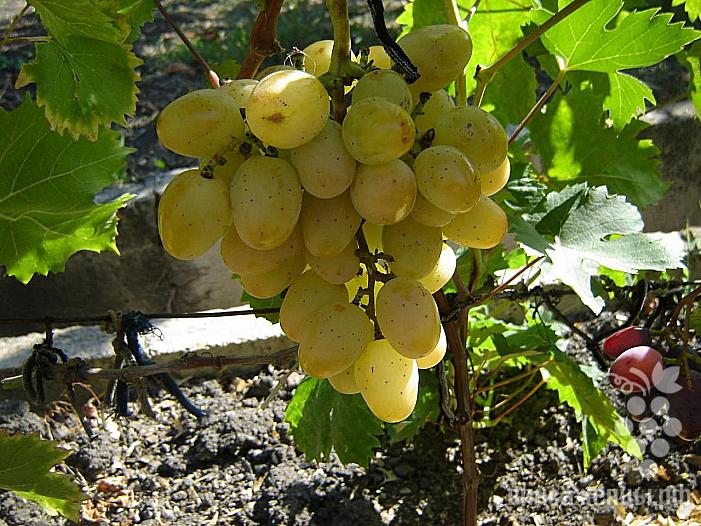 Ранний cорт винограда Новороссия (муза) от -Воронюк И. Н. фото id: 1594342217