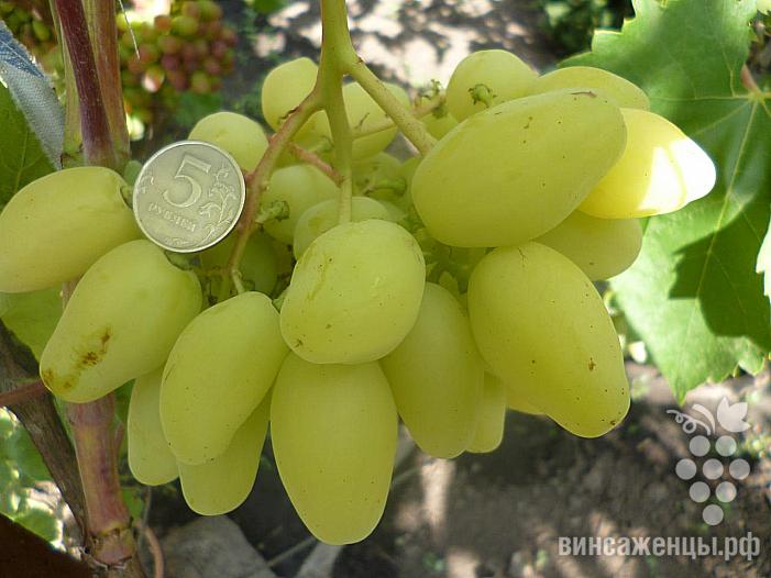 Очень ранний cорт винограда Бананас от Пысанка О.М. фото id: 46510263