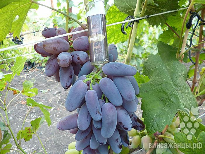 Ранний cорт винограда Байконур от -Павловский Е. Г. фото id: 1071644270