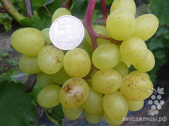 Очень ранний cорт винограда Цимус от -Кишмиши фото id: 464003689