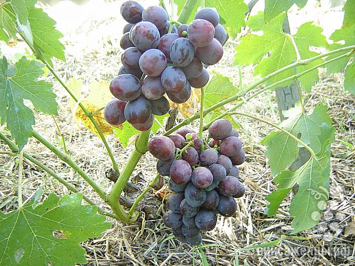 Ранний cорт винограда Джонни от -Павловский Е. Г. фото id: 1127545359