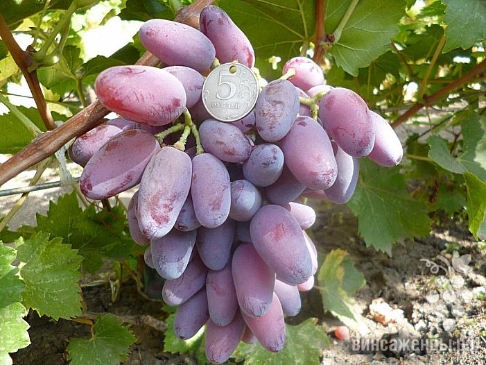Раннесредний cорт винограда B-2 от -Загорулько В. В. фото id: 769655006