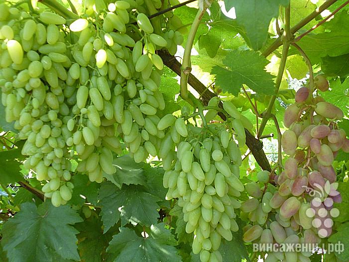 Ранний cорт винограда Кишмиш Столетие от -Кишмиши фото id: 241817236