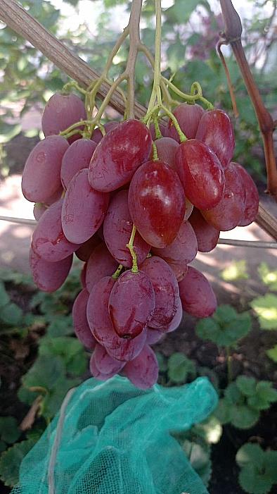 Ранний cорт винограда Барышня от -Гусев Сергей Эдуардович фото id: 387129185