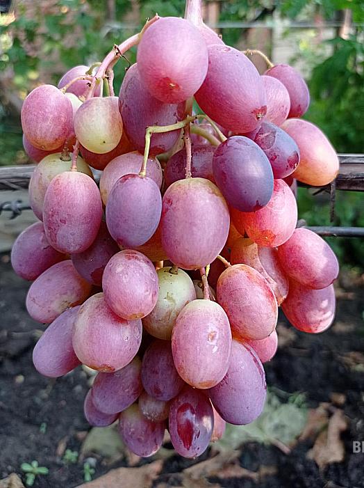 Очень ранний cорт винограда Зоренька от -Столовые сорта и ГФ фото id: 1597285144