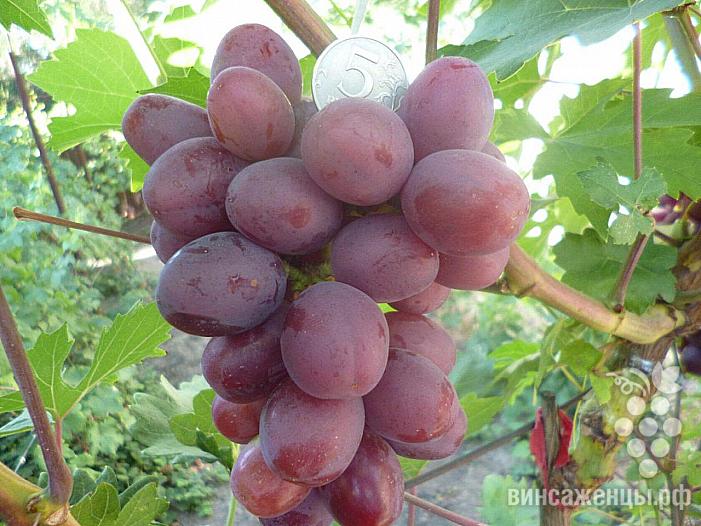 Очень ранний cорт винограда Ирис от -Столовые сорта и ГФ фото id: 184178050
