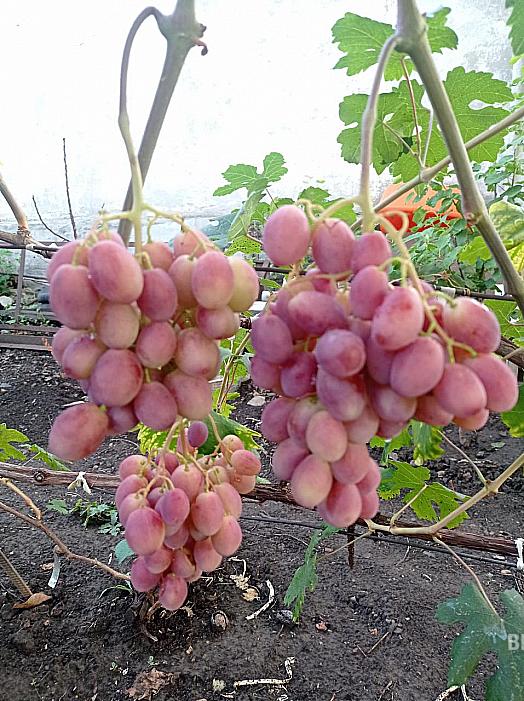 Очень ранний cорт винограда Зоренька от -Столовые сорта и ГФ фото id: 612745413