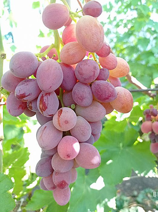 Очень ранний cорт винограда Огненный от -Калугин В. М. фото id: 398405401