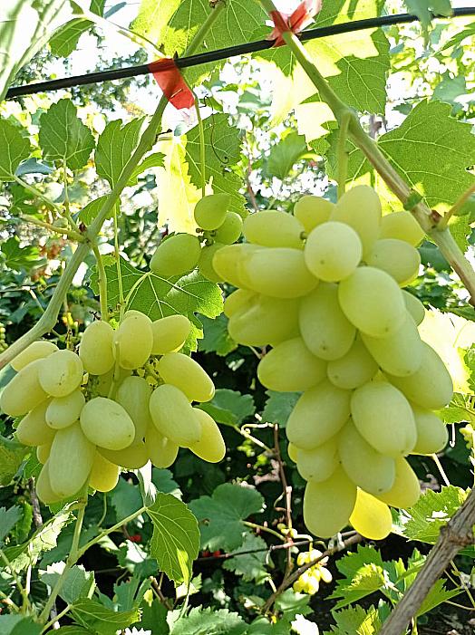 Очень ранний cорт винограда Байкал от -Столовые сорта и ГФ фото id: 1605567790