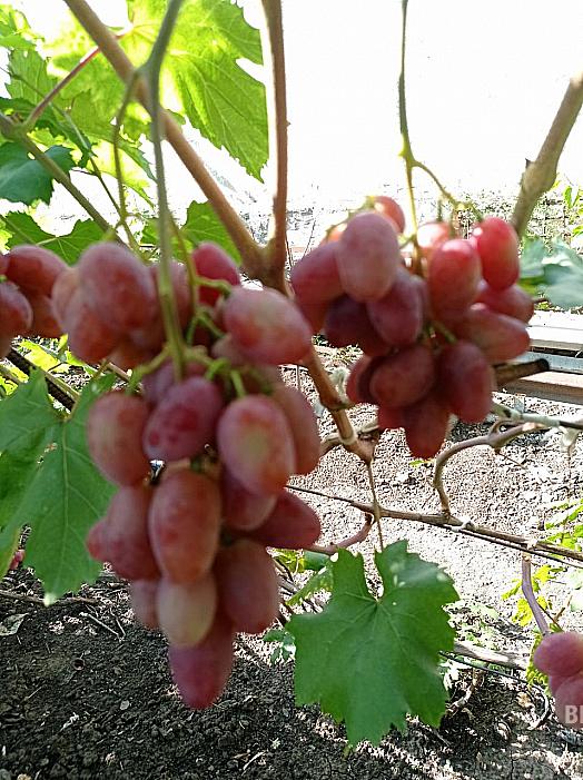Очень ранний cорт винограда Массон от -Столовые сорта и ГФ фото id: 2143617002