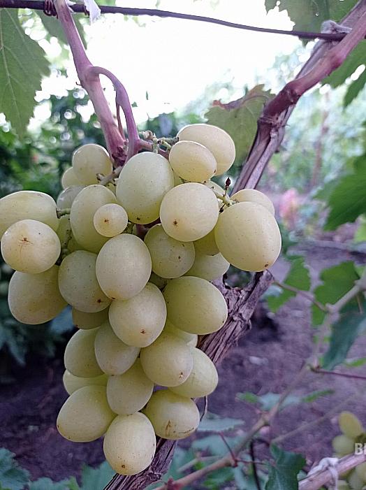 Ранний cорт винограда Милана от -Столовые сорта и ГФ фото id: 1289437854