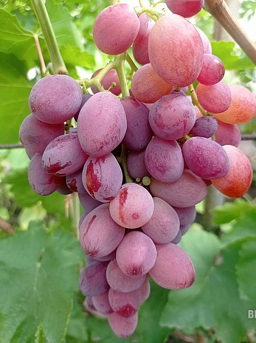 Очень ранний cорт винограда Альянс от -Калугин В. М. фото id: 1544669360