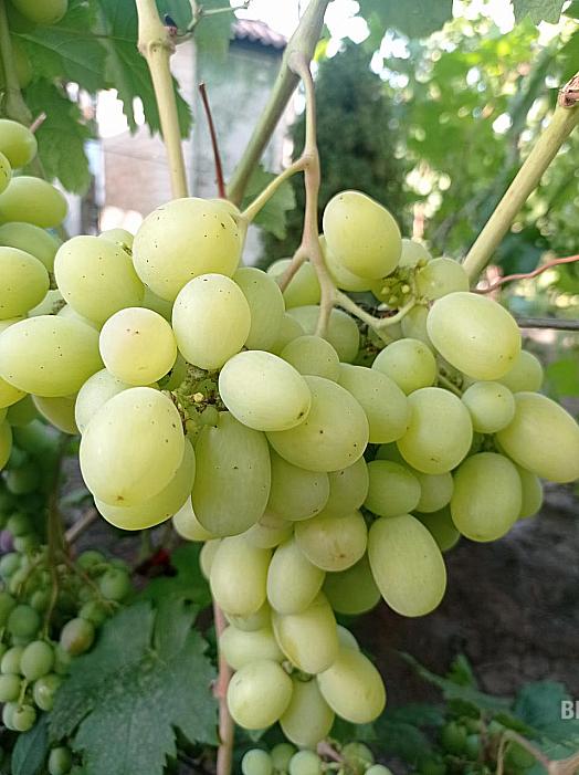 Очень ранний cорт винограда Белая надежда от -Щенников О. Н. фото id: 689079537