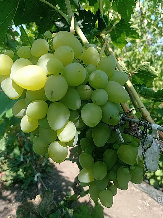 Очень ранний cорт винограда Бажена от -Загорулько В. В. фото id: 37919837