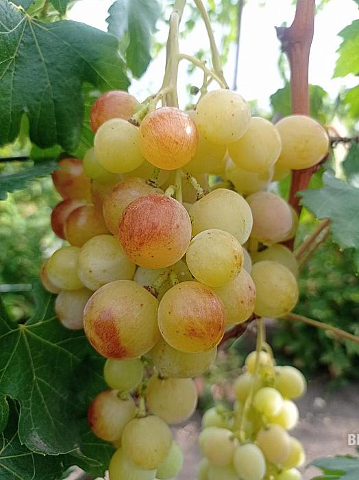 Ранний cорт винограда Харьковчанин от -Калугин В. М. фото id: 320754411