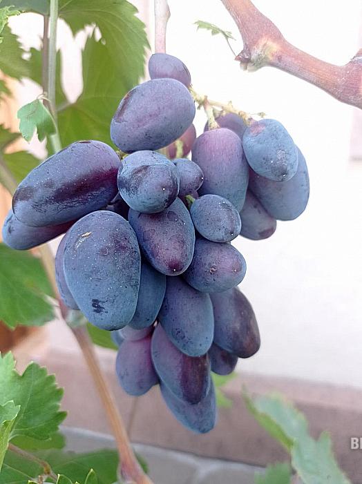 Ранний cорт винограда Эмир от -Калугин В. М. фото id: 971040042