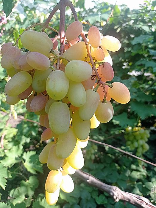 Очень ранний cорт винограда Сюрприз от -Столовые сорта и ГФ фото id: 1577029925