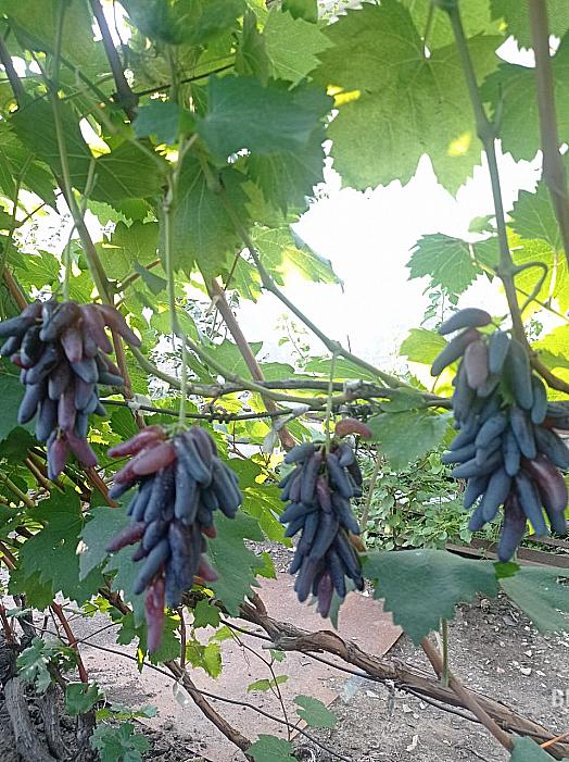 Раннесредний cорт винограда Хэллоуин от -Кишмиши фото id: 1169056073