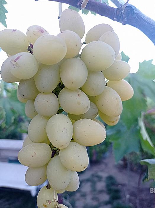 Ранний cорт винограда Джокер (Кашич) от -Столовые сорта и ГФ фото id: 782102923