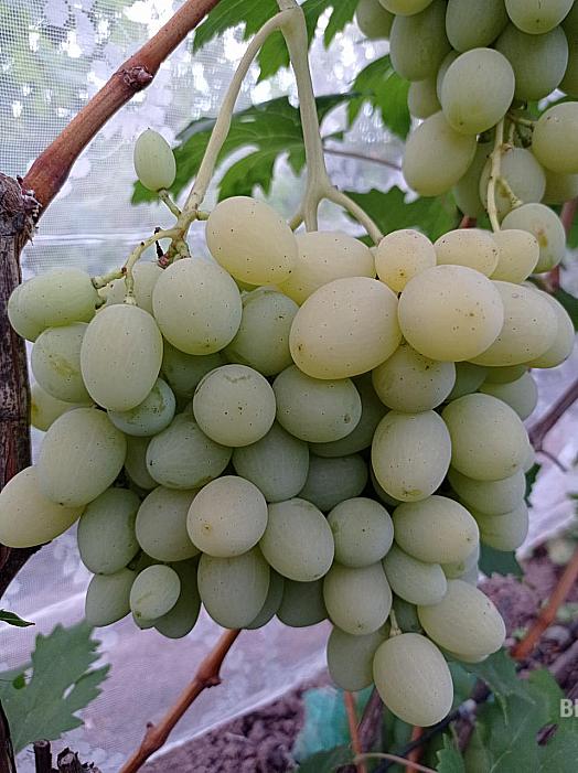 Ранний cорт винограда Агидель от -Гусев Сергей Эдуардович фото id: 1799900576