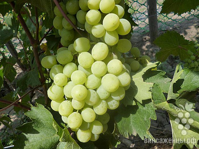 Средний cорт винограда Принцесса от -Кишмиши фото id: 218627961