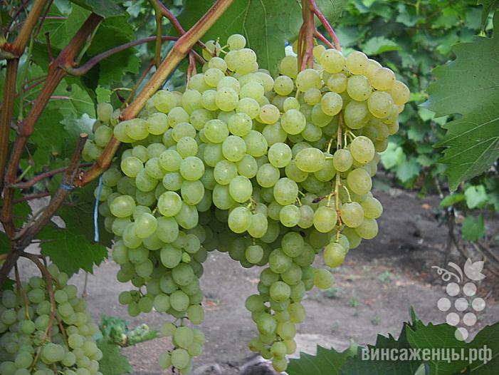 Ранний cорт винограда Русбол от -Кишмиши фото id: 1822053452