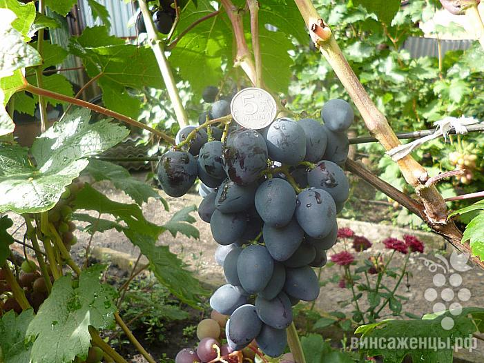 Очень ранний cорт винограда Кальмиус от -Карпушев А.В. фото id: 592706886