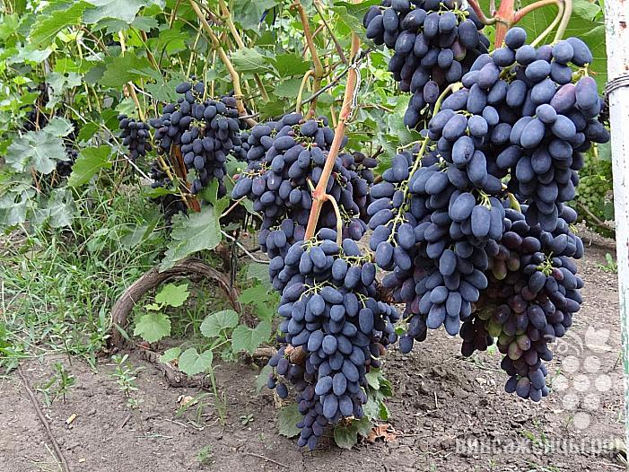 Ранний cорт винограда Кодрянка от -Столовые сорта и ГФ фото id: 1632657340
