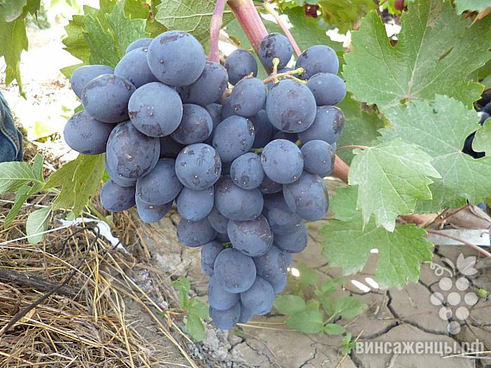 Очень ранний cорт винограда Ласточка от -Павловский Е. Г. фото id: 144208269