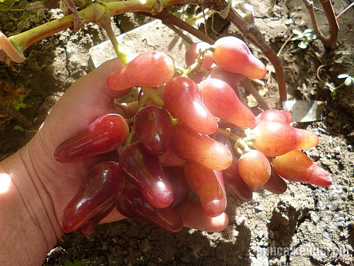 Ранний cорт винограда Оскар от -Карпушев А.В. фото id: 466278293