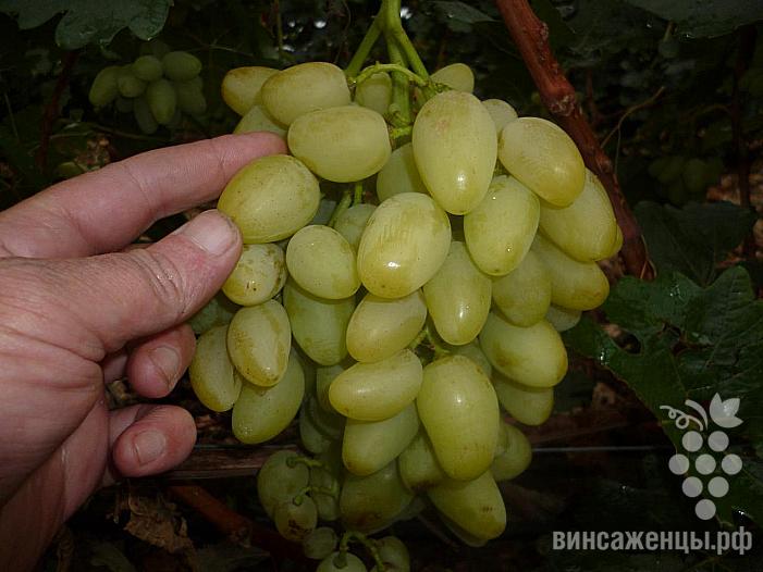 Очень ранний cорт винограда Лидер от -Гусев Сергей Эдуардович фото id: 477357013