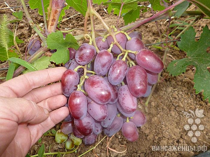 Раннесредний cорт винограда Соната от -Гусев Сергей Эдуардович фото id: 1047399414