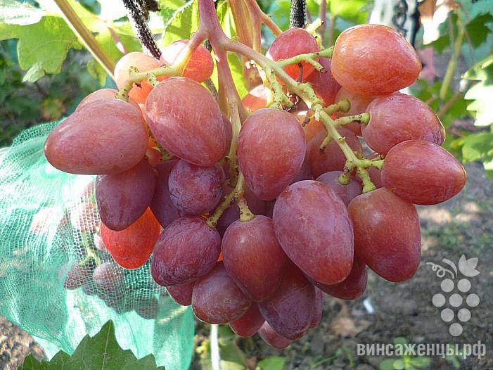 Очень ранний cорт винограда 21-28 от -Пысанка О.М. фото id: 607286773