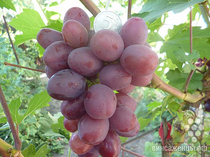 Очень ранний cорт винограда Ирис от -Криуля С.и Китайченко А. фото id: 1732621269