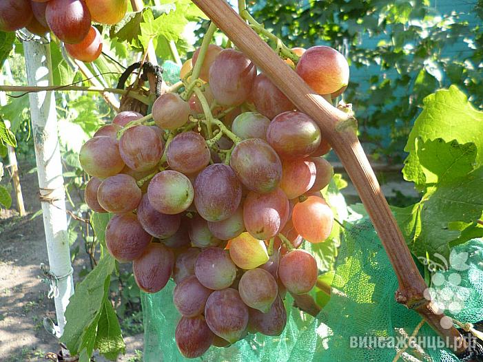 Ранний cорт винограда Мечта фермера от -Пысанка О.М. фото id: 1764349373