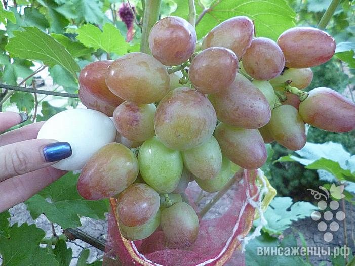 Ранний cорт винограда Юбиляр от -Столовые сорта и ГФ фото id: 2086283230