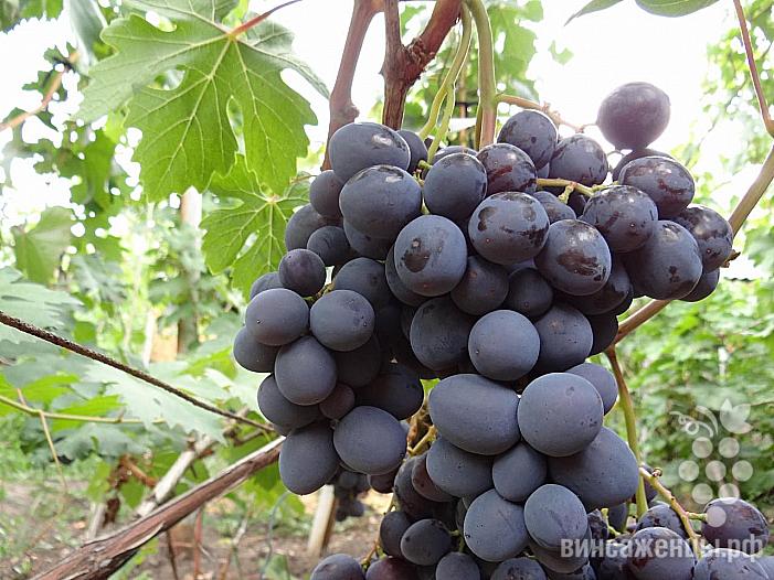 Очень ранний cорт винограда Подарок Несветая от -Павловский Е. Г. фото id: 458471712