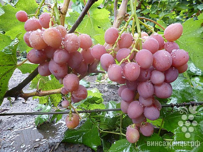 Очень ранний cорт винограда Румын от -Гусев Сергей Эдуардович фото id: 747578213