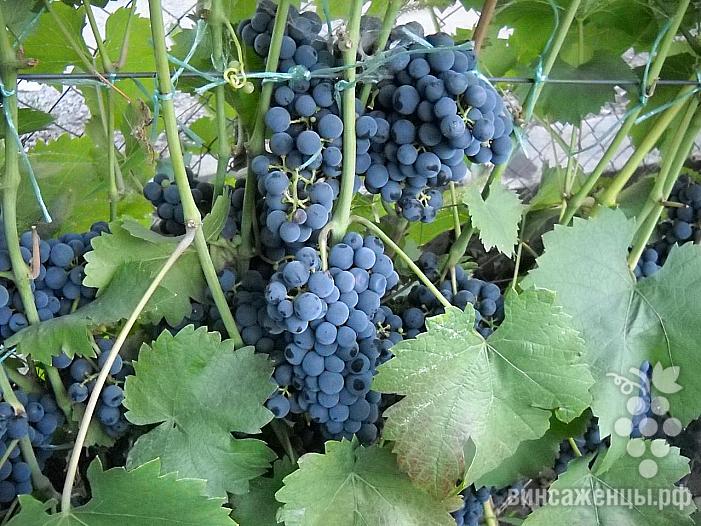 Раннесредний cорт винограда Регент от -Технические и винные фото id: 1328146249