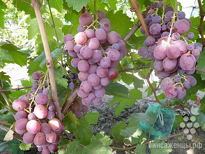 Раннесредний cорт винограда Рита от -Вишневецкий фото id: 531196756