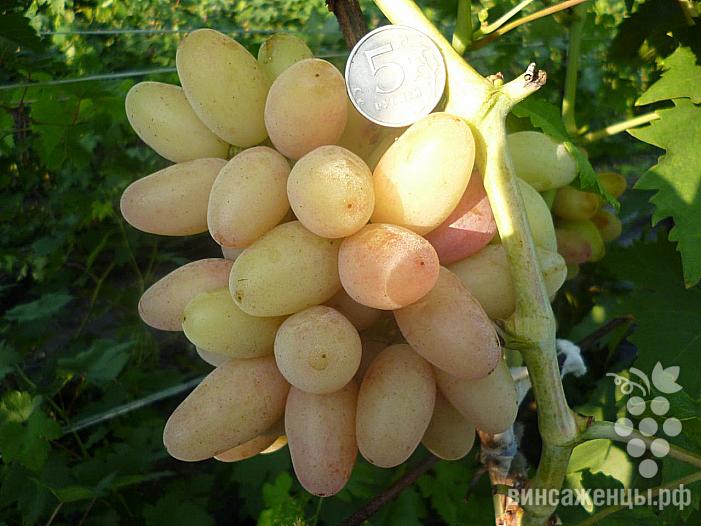 Ранний cорт винограда Роза ранняя от -Пысанка О.М. фото id: 120680685