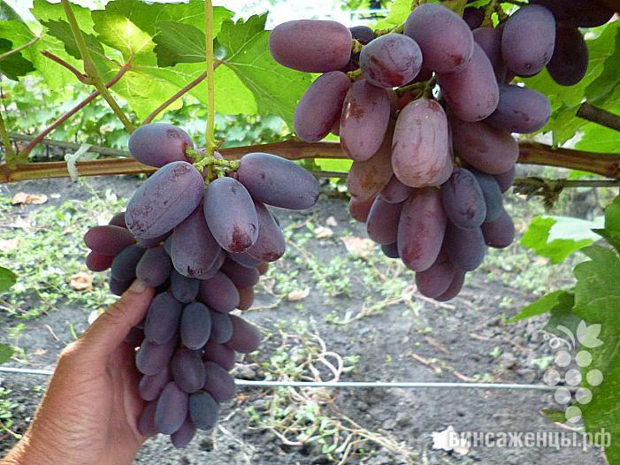 Средний cорт винограда Сентябрина от -Загорулько В. В. фото id: 2145749507