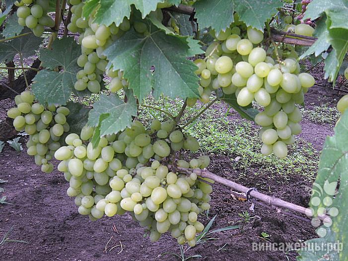 Ранний cорт винограда Валёк от -Вишневецкий фото id: 112238974