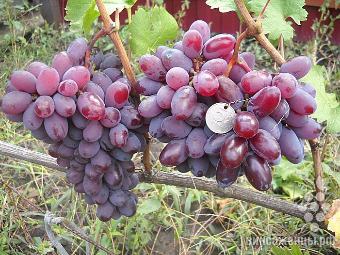 Раннесредний cорт винограда Велимир от -Литвинов Г. М. фото id: 1901773124