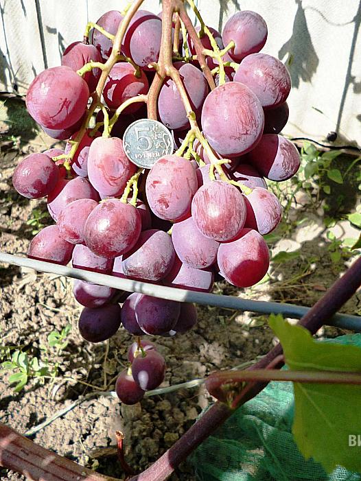 Очень ранний cорт винограда Воевода от -Литвинов Г. М. фото id: 1093713944
