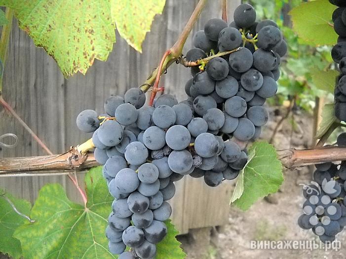 Очень ранний cорт винограда Симоне от -Технические и винные фото id: 538590181