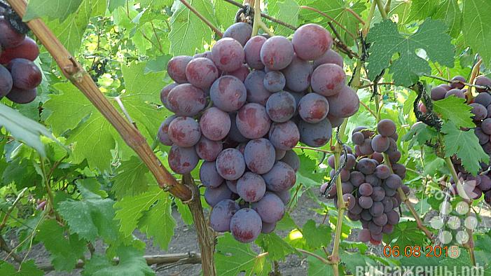 Очень ранний cорт винограда Заря Несветая от -Павловский Е. Г. фото id: 145482051
