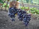 Ранний cорт винограда Эталон от -Павловский Е. Г. фото id: 1003716299