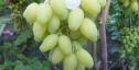 Очень ранний cорт винограда Бананас от Пысанка О.М. фото id: 1288544711