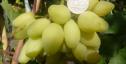 Очень ранний cорт винограда Бананас от Пысанка О.М. фото id: 273302381